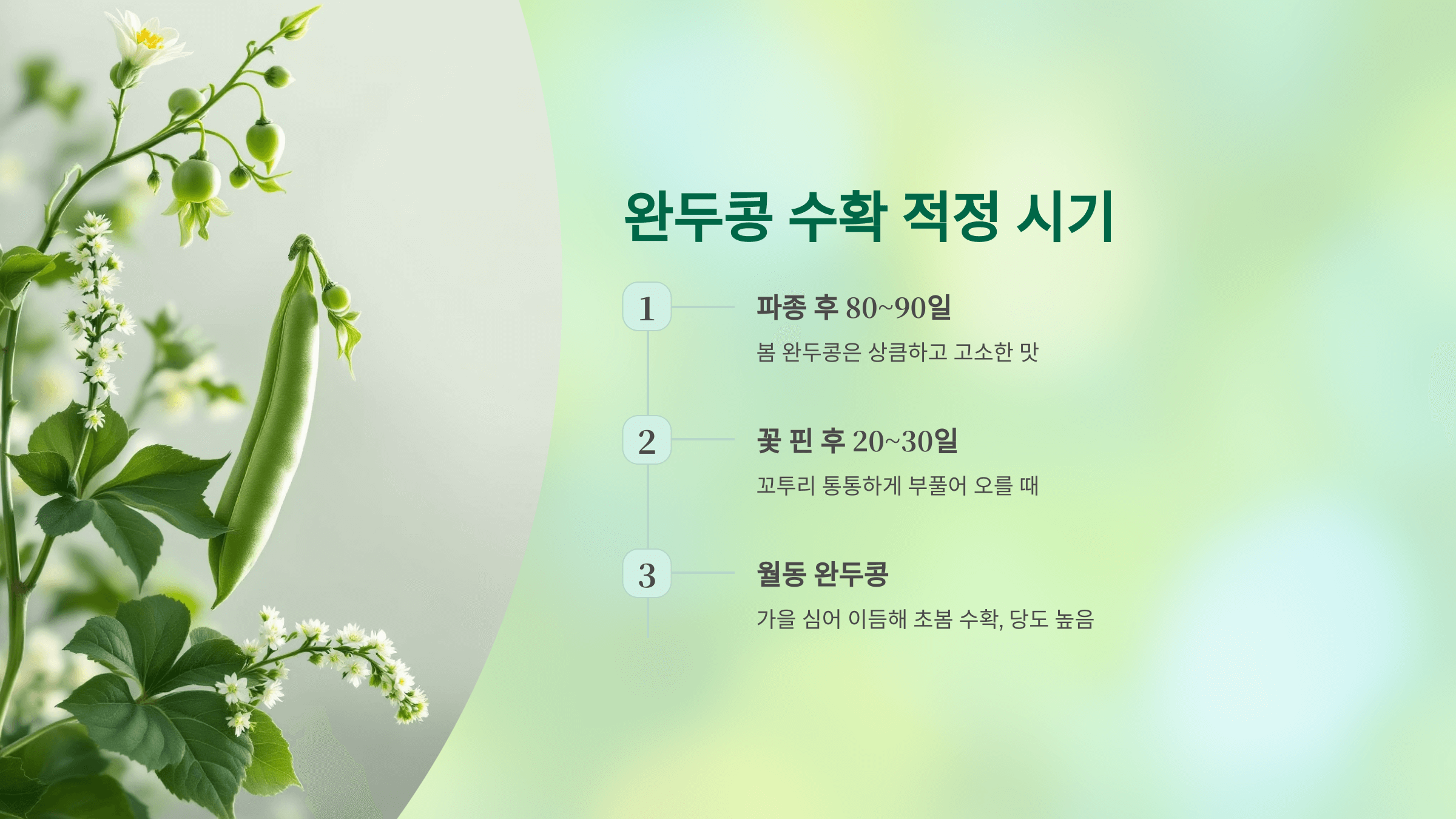 완두콩 사진입니다.