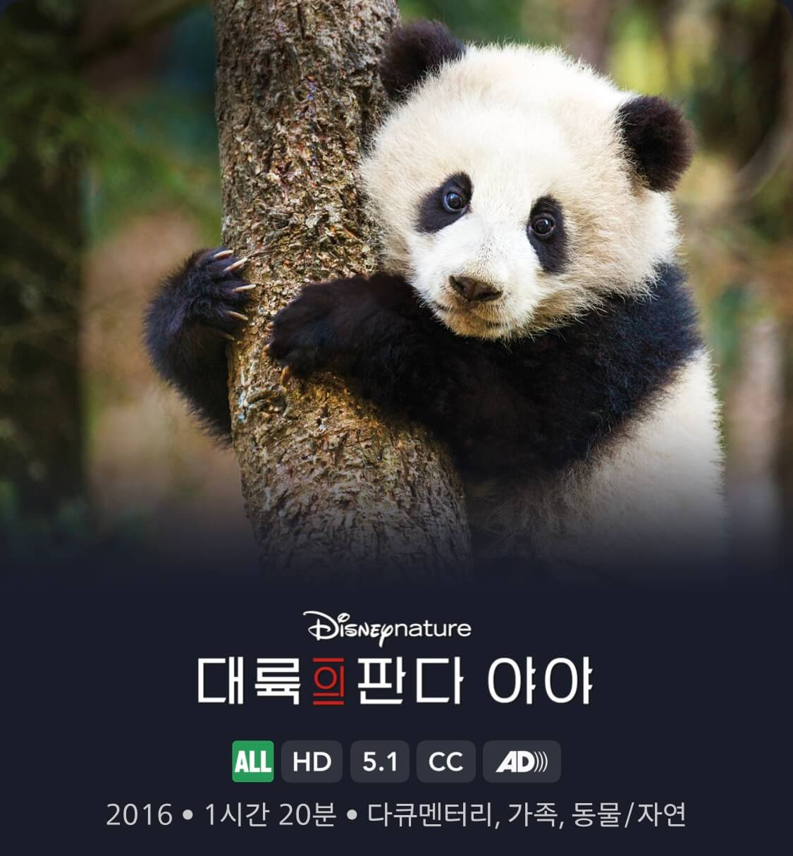 대륙의 판다 야야