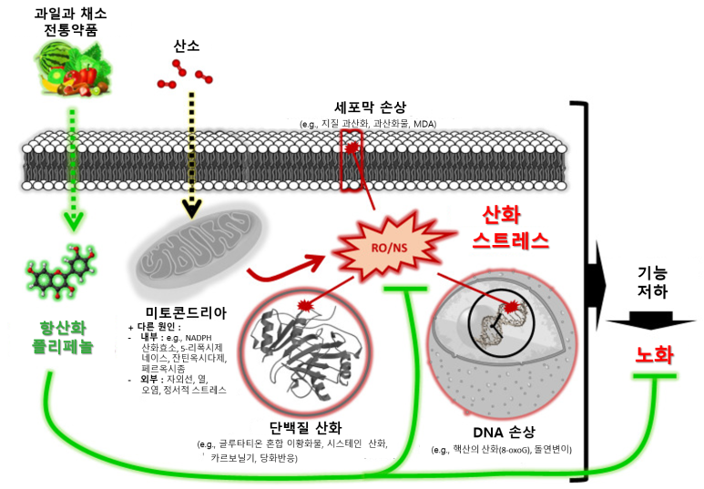 질병과 노화 이론