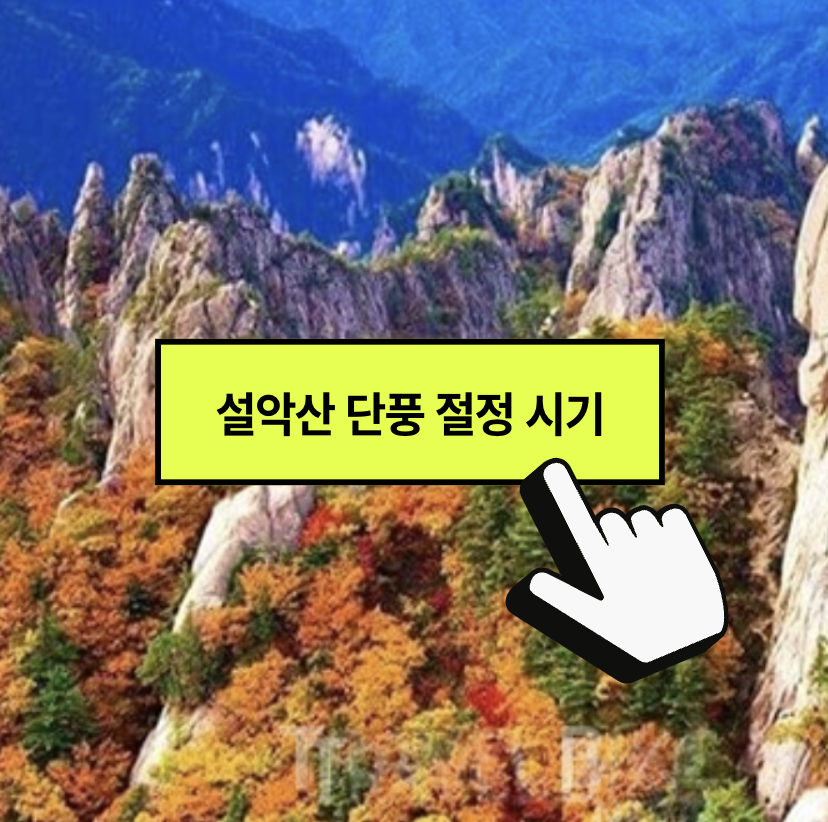 설악산 단풍 절정 시기 시즌 2024, 단풍빵도 꼭 먹고 오세요! (+ 명소 코스 추천)