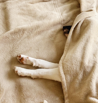 BHLHE41유전자 수면각성조절유전자 수명장애 심혈관질환 Clock 유전자 챗gpt