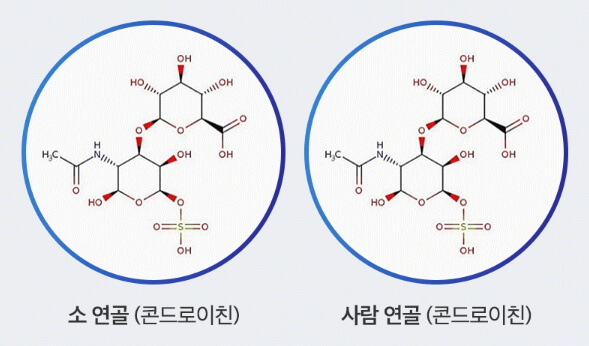 연골