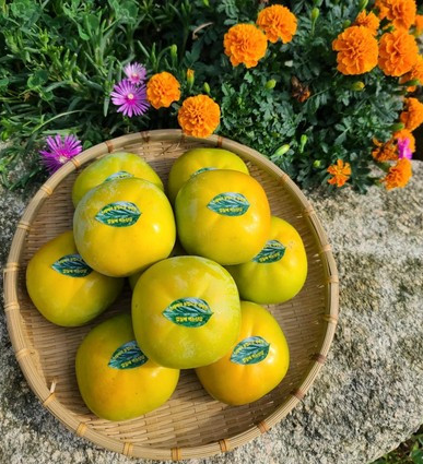 전남 영광 태추단감