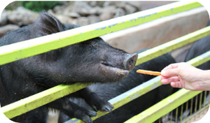 휴애리 프로그램 흑돼지야 놀자 이미지 출처: 휴애리 홈페이지