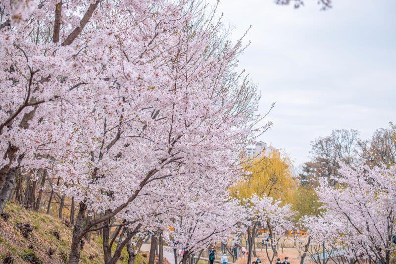벚꽃 핀 공원