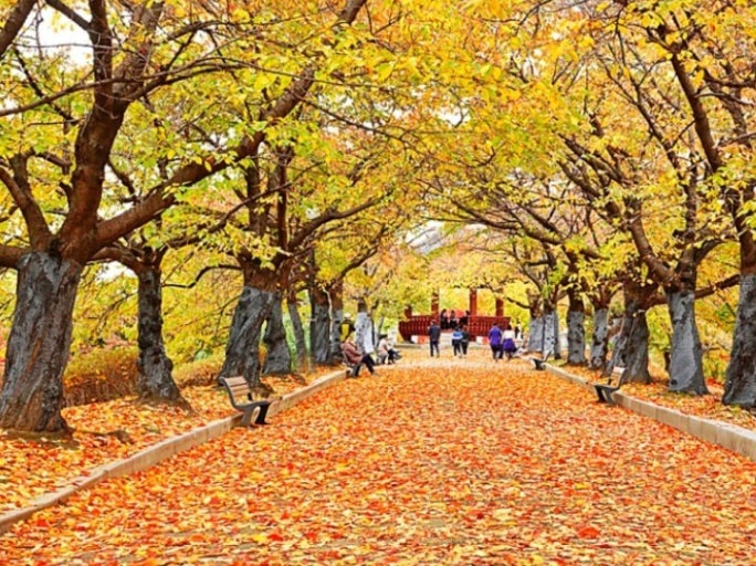 서울 단풍명소 TOP10 ❘ 2025 가을 여행 추천 스팟 총정리 관련 사진