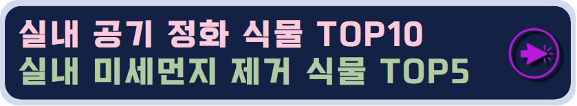 실내공기정화식물 TOP10