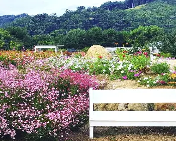 원주 용수골 가을꽃축제_19