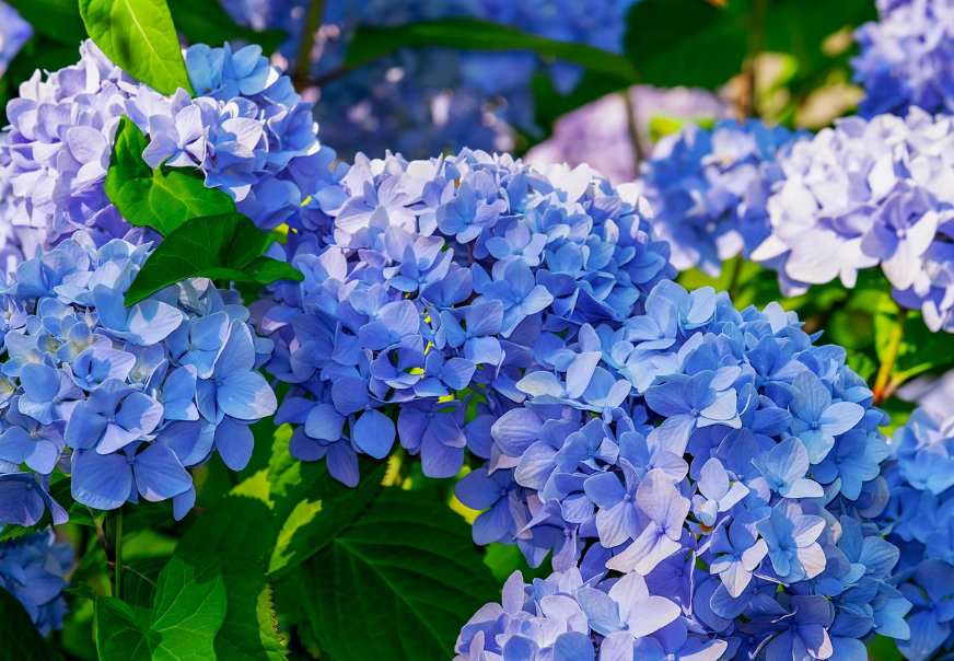 수국 사진 이미지