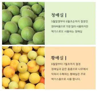 매실 수확시기 중부지방 남부지방 광양 지역별 정리_5