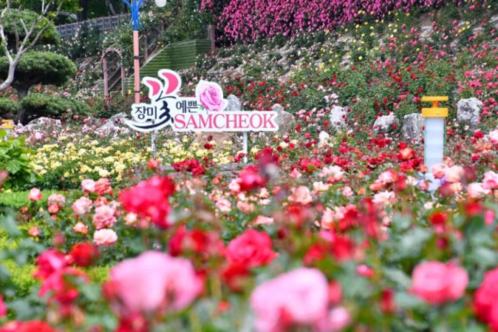 삼척-장미축제