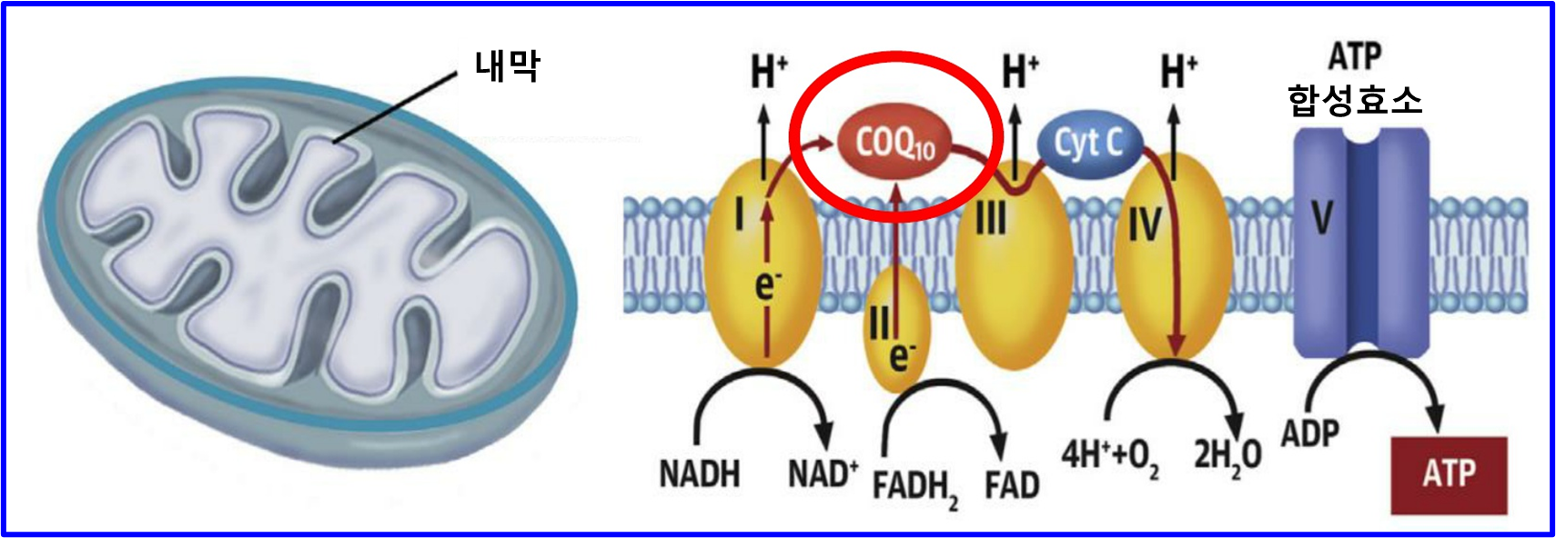 미토콘드리아의 에너지 생성