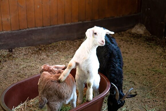 대관령 하늘목장 체험 정보