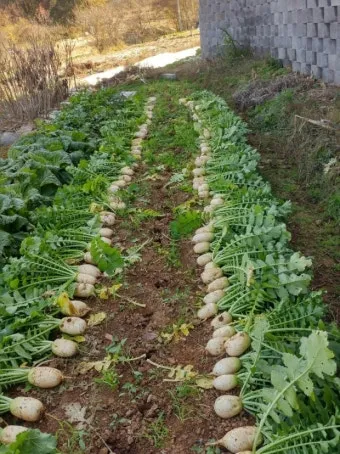 8월에 심는 밭작물 모종 채소 재배법 알아보기_2