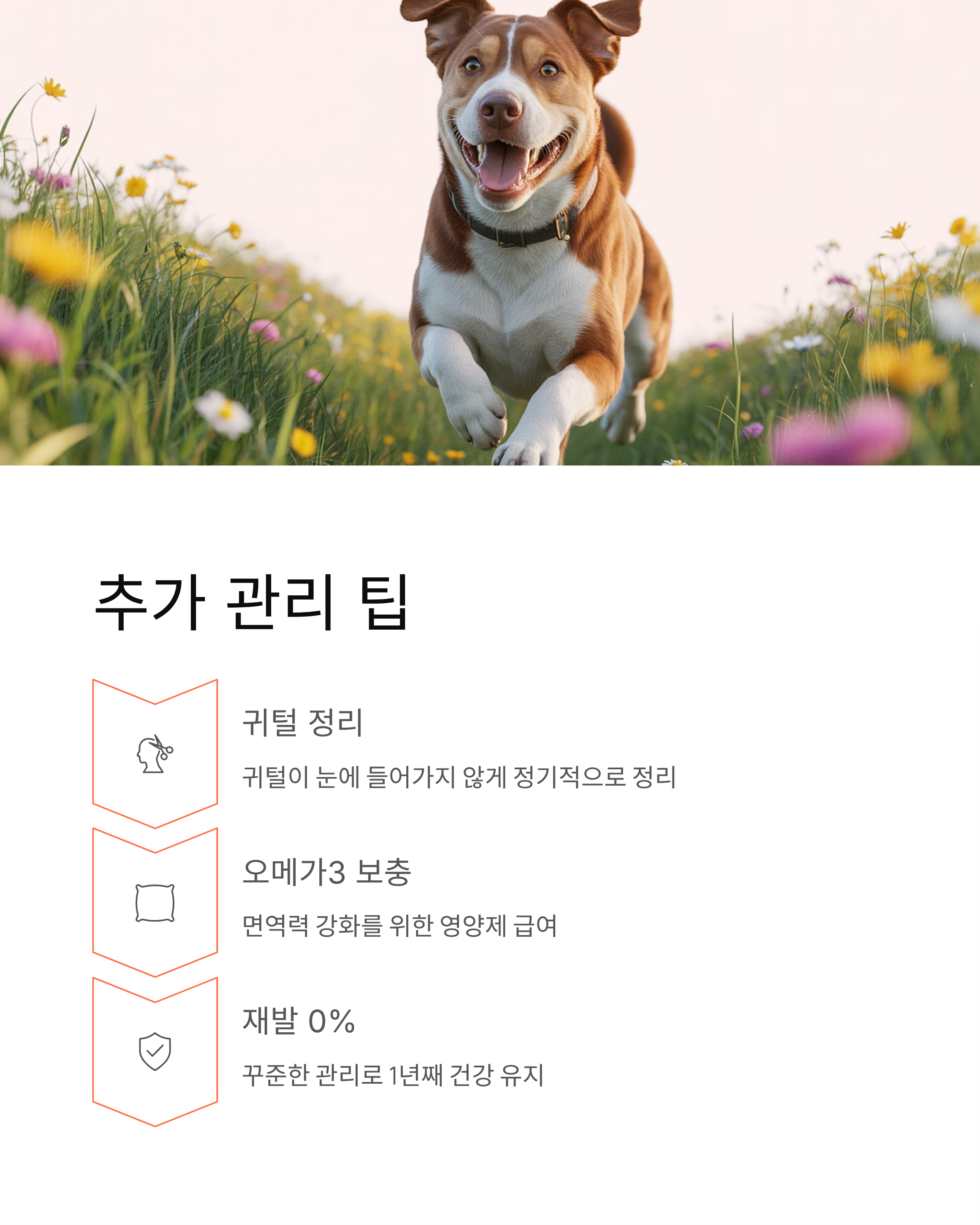 강아지 외이염 100% 해결! 집에서 3일 만에 좋아지는 비법