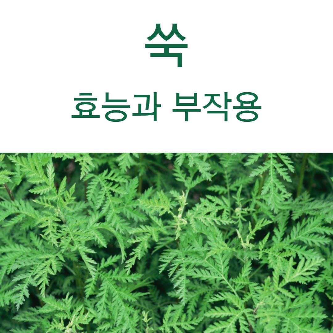 쑥 효능 부작용