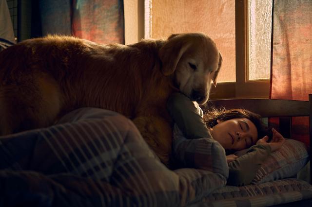 도그데이즈 영화 반려동물 반려견 스토리 줄거리 출연진 개봉일 영화관 예매 티켓 유해진 다니엘 헤니 윤여정