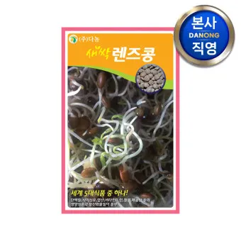 렌틸 재배 봄 파종 배수 확보 건조 수확_8