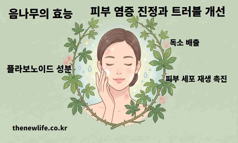 음나무 효능 피부 염증 진정 트러블 개선