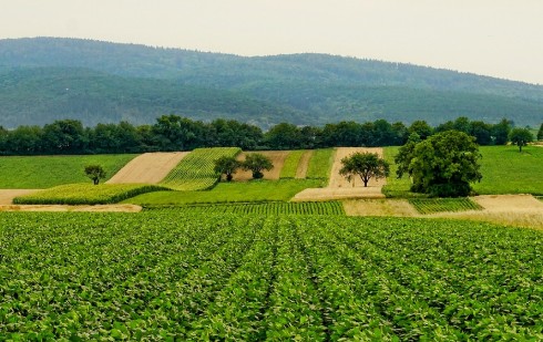 농작물 재해보험 지급시기 품목 / 농어업 재해보험법 개정안