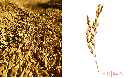 미강주정추출물