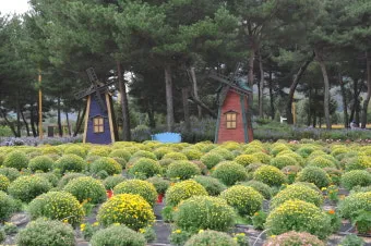 자라섬 꽃 페스타 2025 행사일정 관람 포인트 완전 정리_14