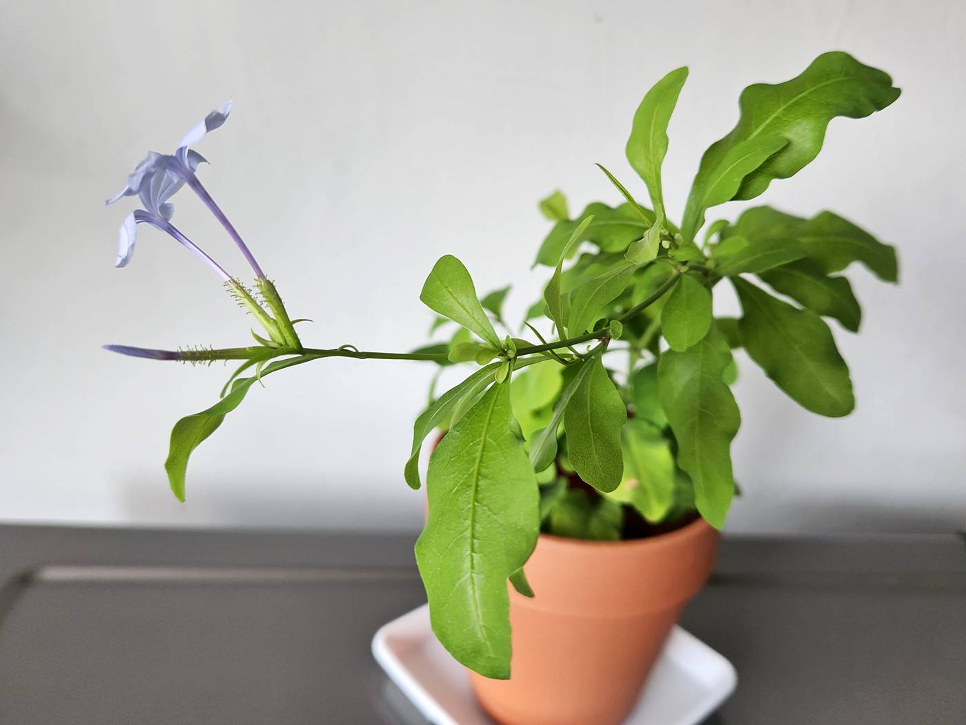 플럼바고 Plumbago