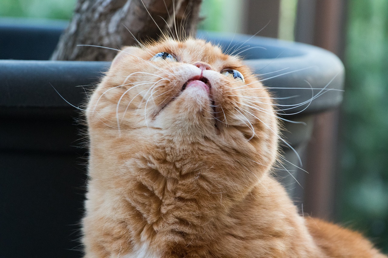 엑조틱 쇼트헤어(Exotic Shorthair)3