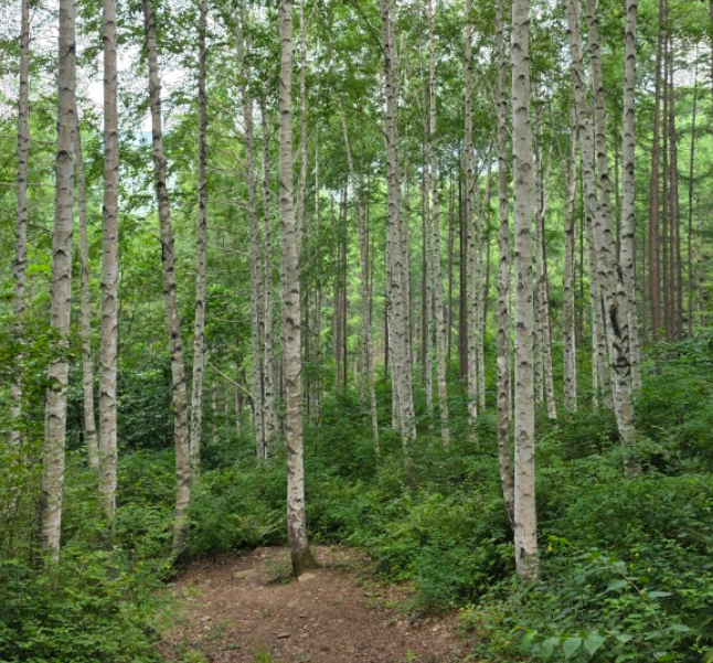 인제 자작나무숲