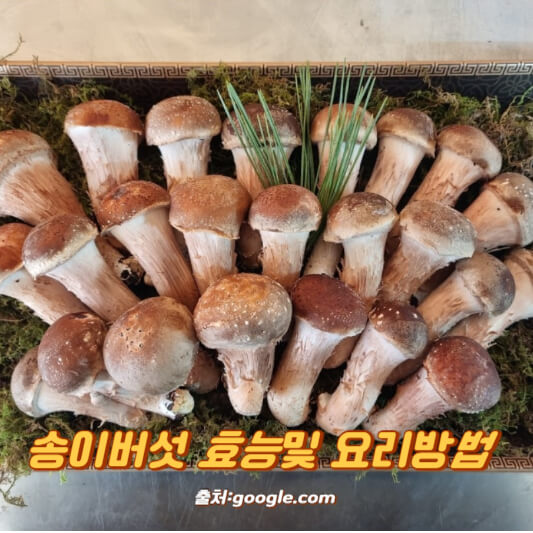 송이버섯 효능및 요리방법