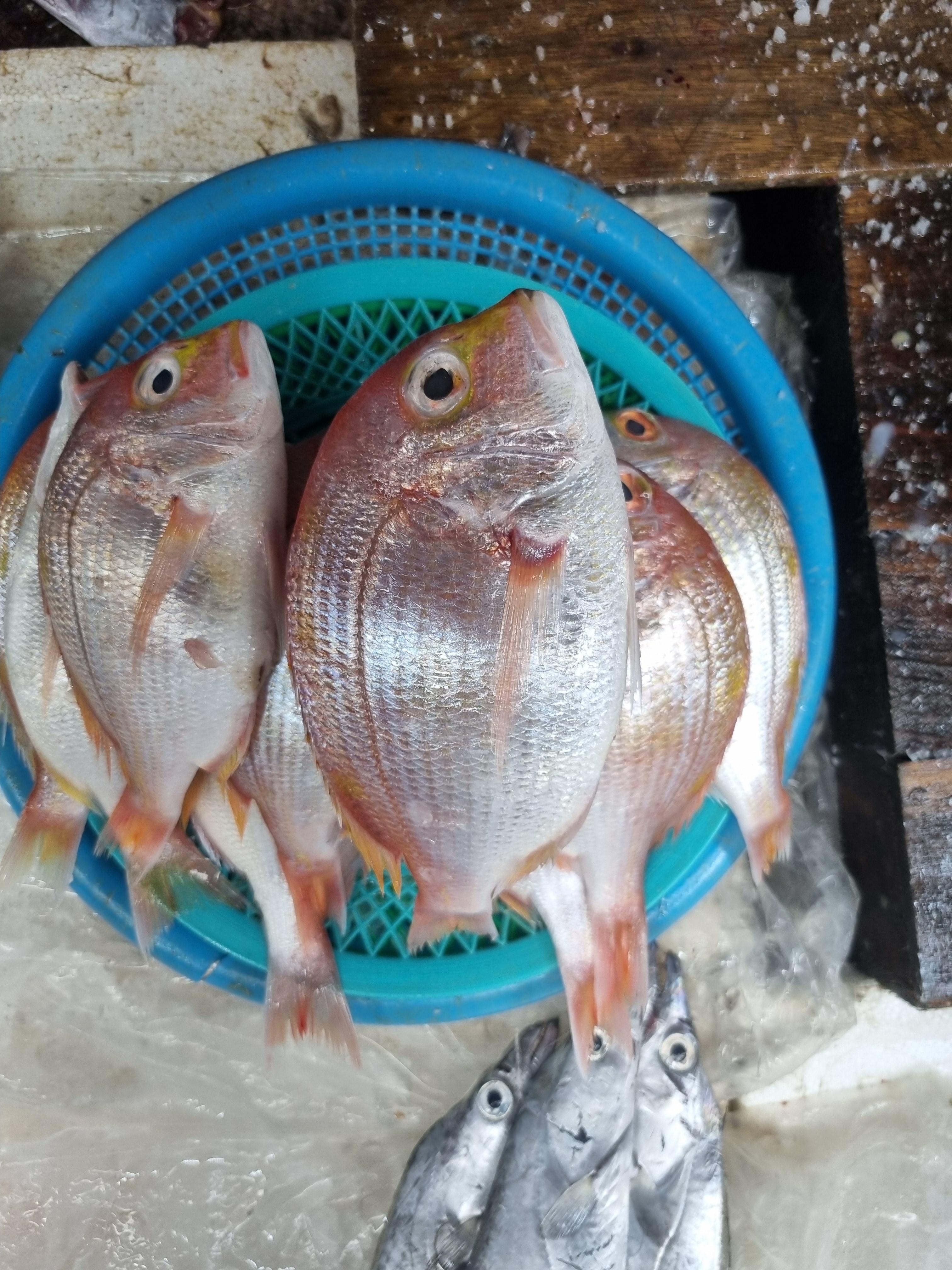 2024 모슬포 오일장