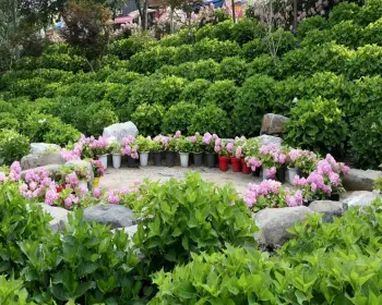 공주 수국축제 유구색동 수국 정원 꽃축제_20