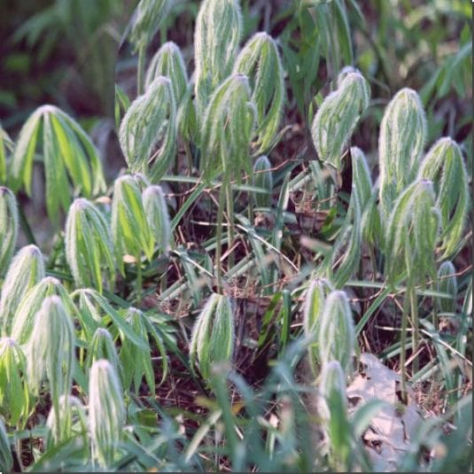 우산나물 효능 및 영양성분 먹는 법과 주의점