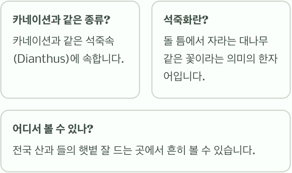 패랭이꽃 꽃말과 색상별 의미