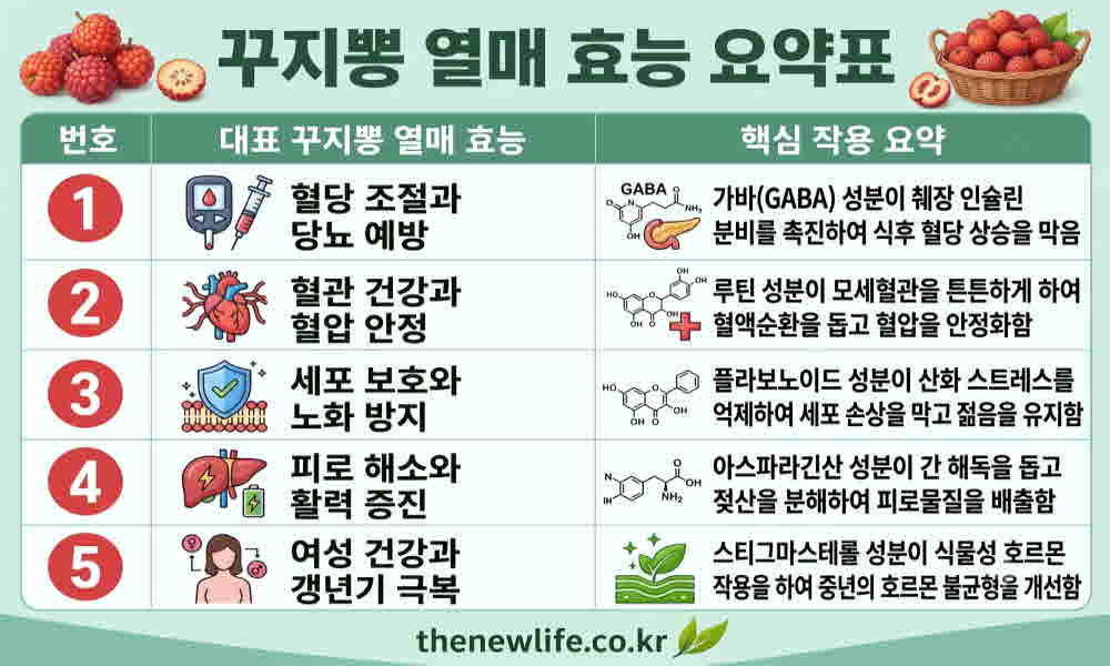 꾸지뽕 열매 효능 요약표