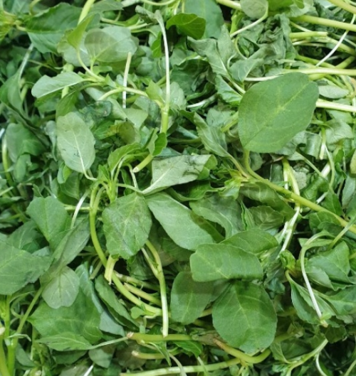 여름 제철 비름나물로 입맛도 건강도