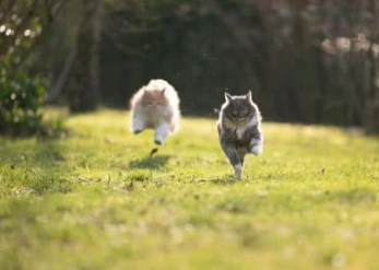 고양이 꿈해몽 풀이