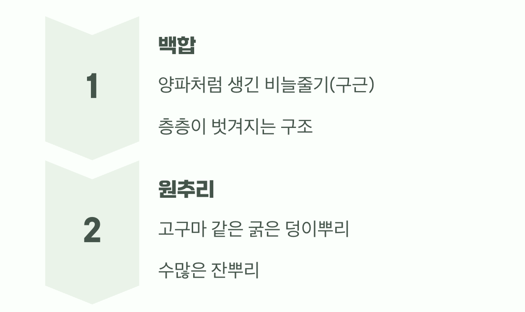 땅속의 비밀, 뿌리 모양