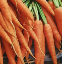 당근 효능 부작용 고르는법 칼로리