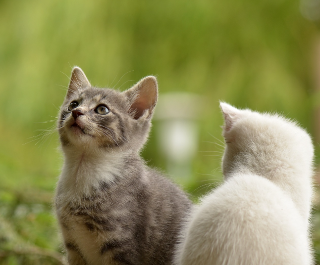 고양이 꿈 해몽