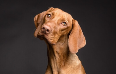 갑상선기능저하증의 노령견