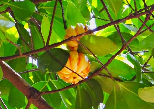 가르시니아 캄보지아 부작용