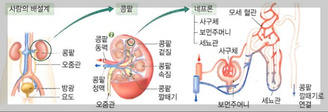 사람의 배설계