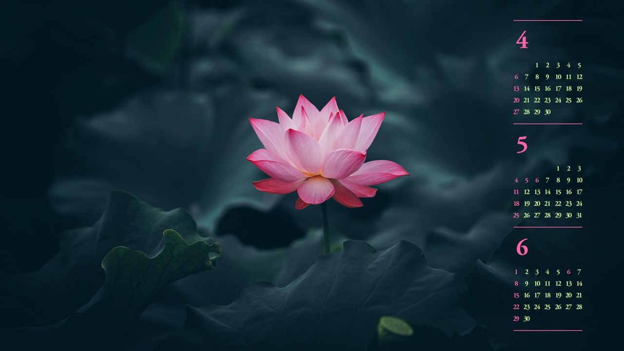 09 활짝 핀 연꽃 B - 2025년5월 노트북배경화면