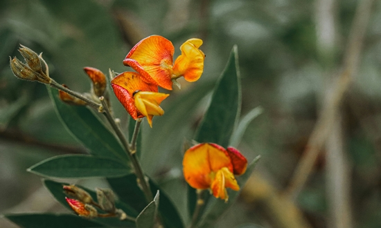 아름다운 자태 매력적인 향기 호야꽃 특징/종류/향기/꽃말/의미/인테리어