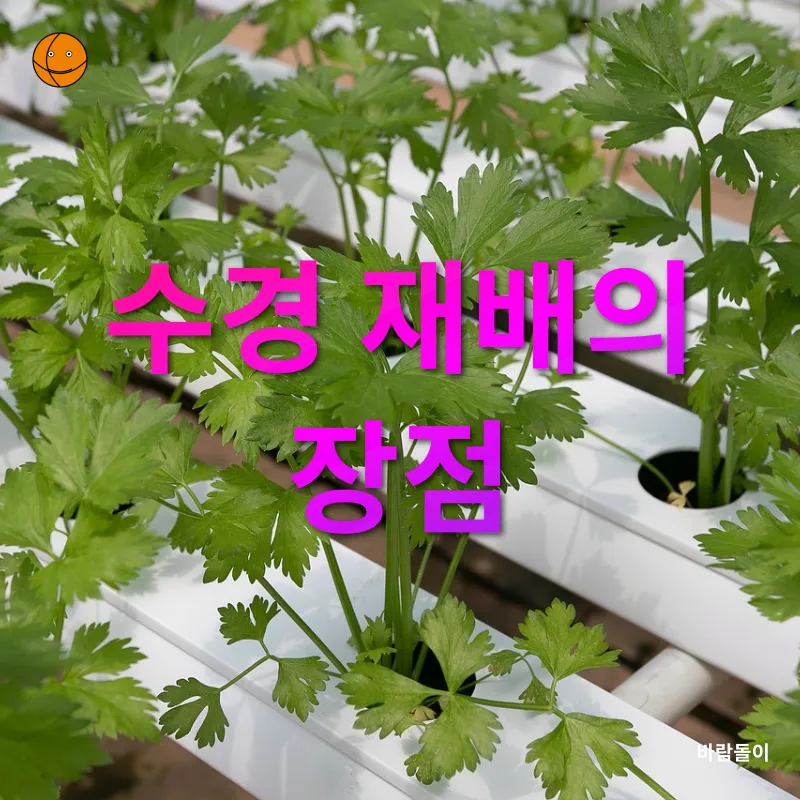 수경 재배_1