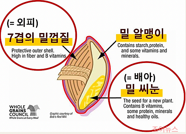 정제 전의 밀알