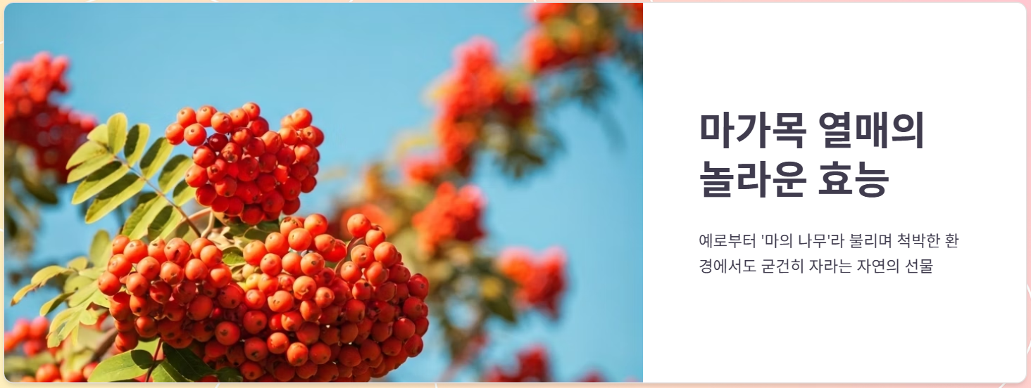 마가목 나무 열매 효능, 가격, 부작용, 먹는방법 총정리!