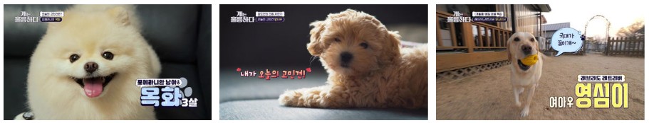 개는 훌륭하다 재방송 다시보기 - 168회 옥화, 167회 수심이, 166회 영심이