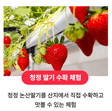 논산딸기축제